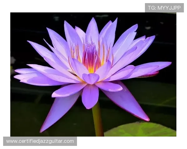 通过开运在线登录开启你的幸运之门，提升运势实现人生的全面突破